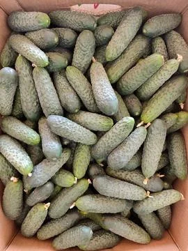 Background of freshly picked cucumbers covered with pollen. The concept of .. Stock Photos