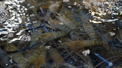 Background of freshwater crayfish moving in water close-up Stock Footage 104016180