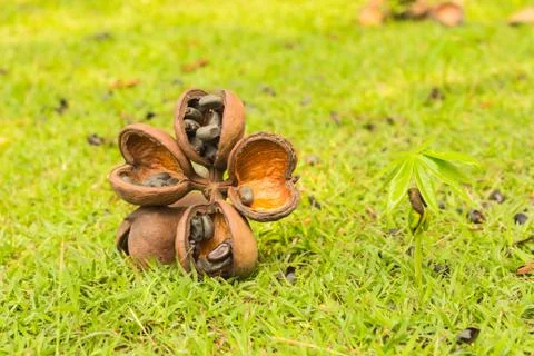 Background, Fruit with a hard shell. Stock Photos