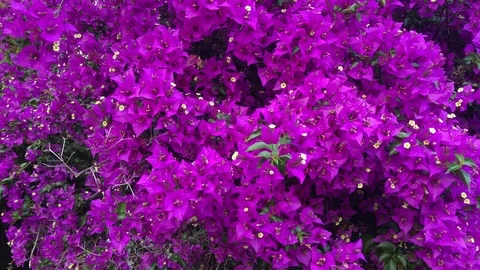 Background full of violet, lilac or purple leaves mixed with small yellow flower 動画素材 76617418