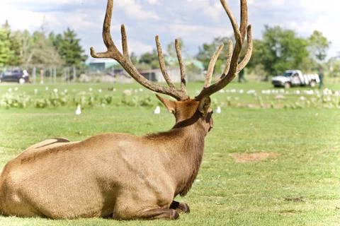 Background with a funny baboon going somewhere Stock Photos