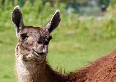 The background with the funny llama Foto stock
