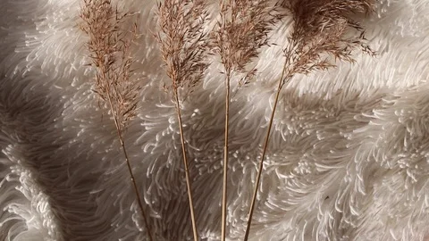 Background of fur and dry grassv Video stock 126505439