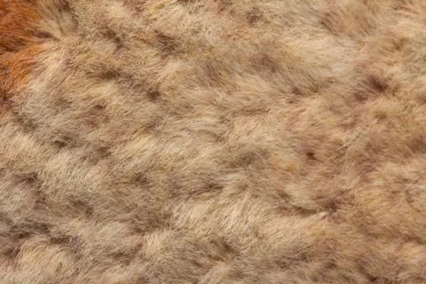 Background of fur. macro Stock Photos