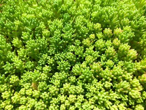 Background - garden moss. Stock Photos