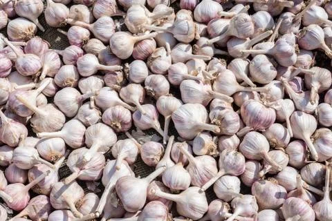 Background of garlic Stock Photos