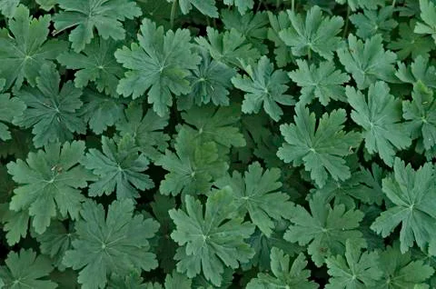 Background of geranium leaves Stock Photos