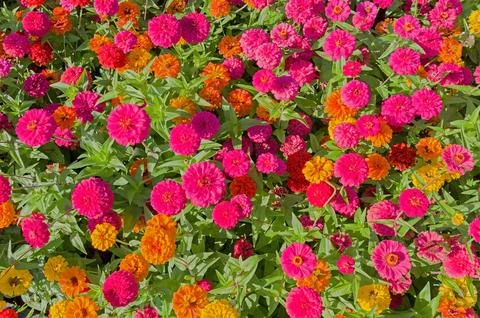 Background from Gerbera flower Stock Photos