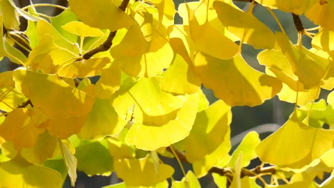 Background of Ginkgo leaves in a tree 库存影片 162635772
