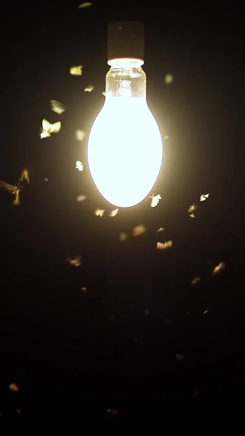 Background of glowing lights surrounded by insects Stock Footage 320380131