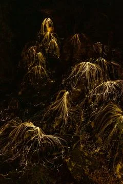 Background with glowing threads in dark Stock Photos