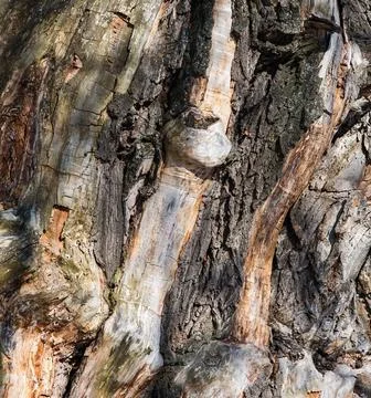 Background gnarled tree background gnarled trunk of an old oak tree Copyri... Stock Photos