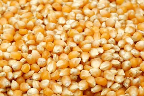 Background of golden corn grains Stock Photos