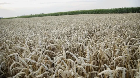 Background of golden wheat field 스톡 동영상 121703122