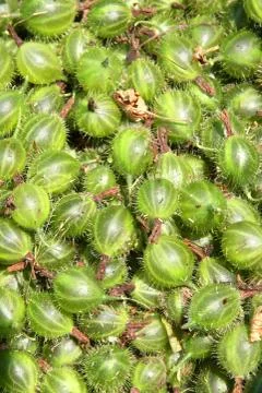 Background of gooseberry Foto stock