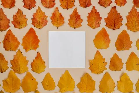 Background gradient of autumn leaves Stock Photos