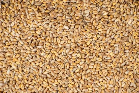 Background from grains of wheat. Grain export, sale. Stock Photos