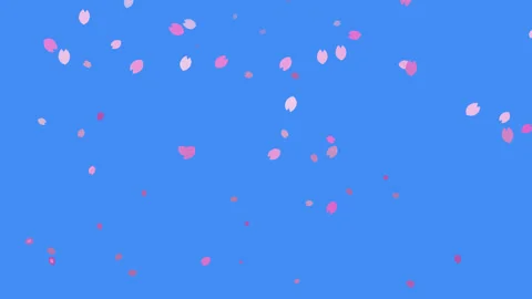 Background graphics 4K videos fall dance cherry blossoms in blue sky Stock Footage 166208434