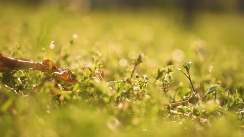 Background of grass after rain Stock Footage 108178631