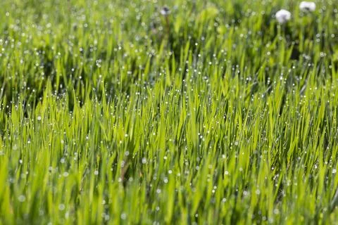 Background of grass and dew on summer day Photos