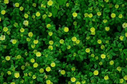 Background from grass and small flowers. A meadow with green grass and small flo Stock Photos
