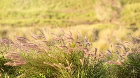 Background of grass blowing in the breeze 스톡 동영상 257381858