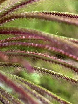 Background Grass Blurry Stock Photos