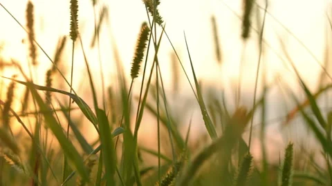 Background with Grass Close Up Stock Footage 106453193