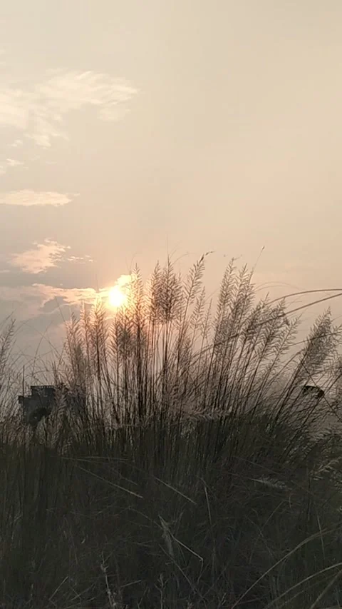 Background of grass flower silhouettes during sunset Stock Footage 287956188