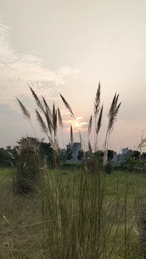 Background of grass flower silhouettes during sunset Stock Footage 287956218