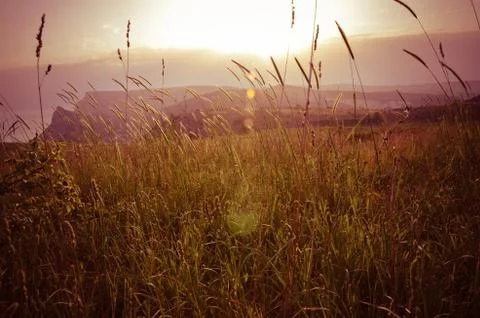 Background of grass over sun 스톡 사진