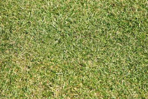 Background of grass Stock Photos