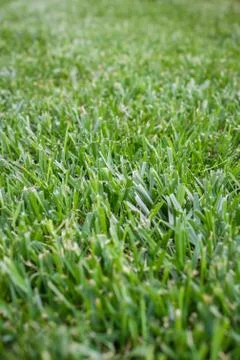 Background grass Stock Photos