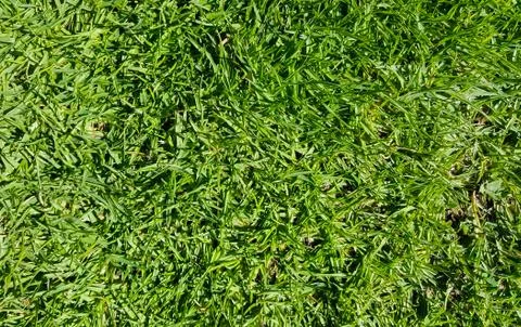 Background Grass Stock Photos