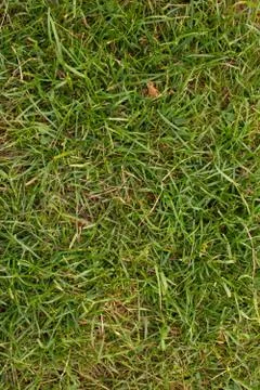 Background of grass 스톡 사진