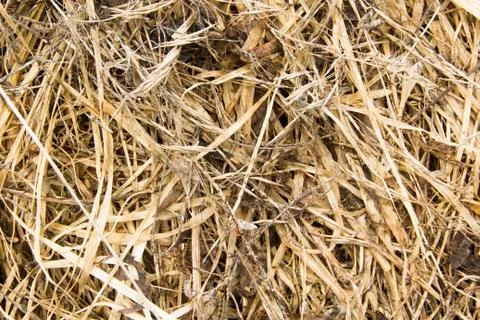 Background from grass Stock Photos