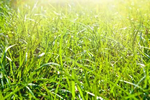 Background of grass Stock Photos
