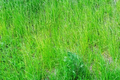 Background from grass. Stock Photos