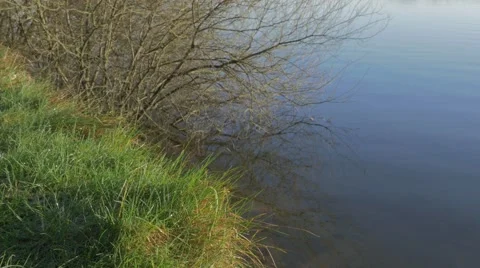 Background grass by resevoir with tree branches reflecting in water Video stock 69022385