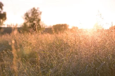 Background of grass at sunset after rain Stock Photos