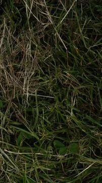 Background of grass texture Stock Photos