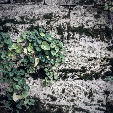 Background gray concrete stone wall with moss and weaving plant. Stock Photos
