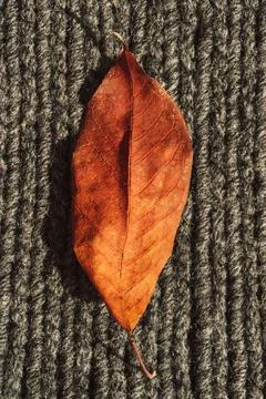 Background of gray knitted woolen thread close-up with yellow leaf 스톡 사진