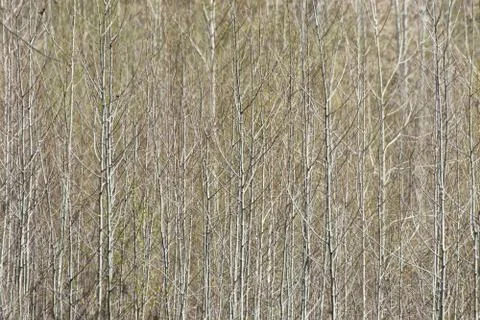 Background of gray tree trunks and bushes without leaves of spring forest Stock Photos
