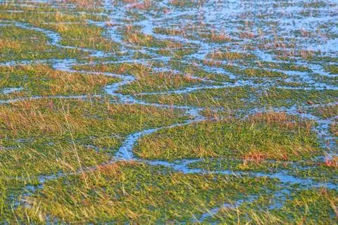 Background of green algae and water Stock Photos