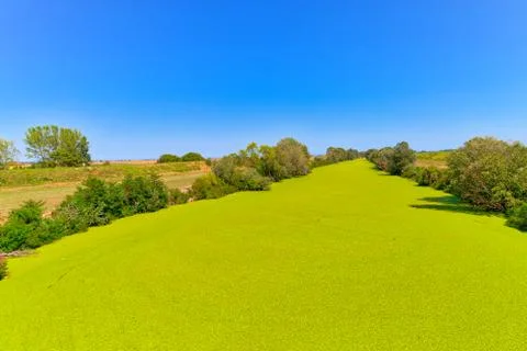 Background of green algae on river Stock Photos