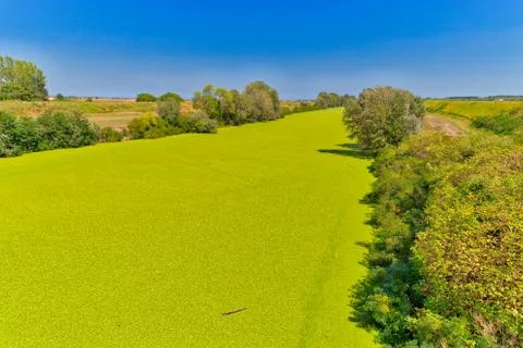 Background of green algae on river Foto stock