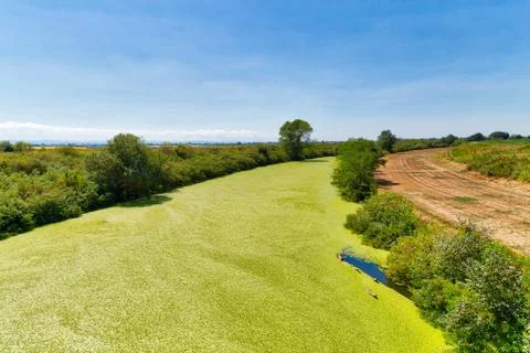 Background of green algae on river Stock Photos