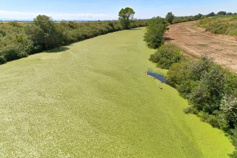 Background of green algae on river Stock Photos