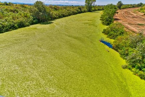 Background of green algae on river 스톡 사진